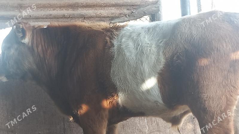 okuz - Гумдаг - img 5