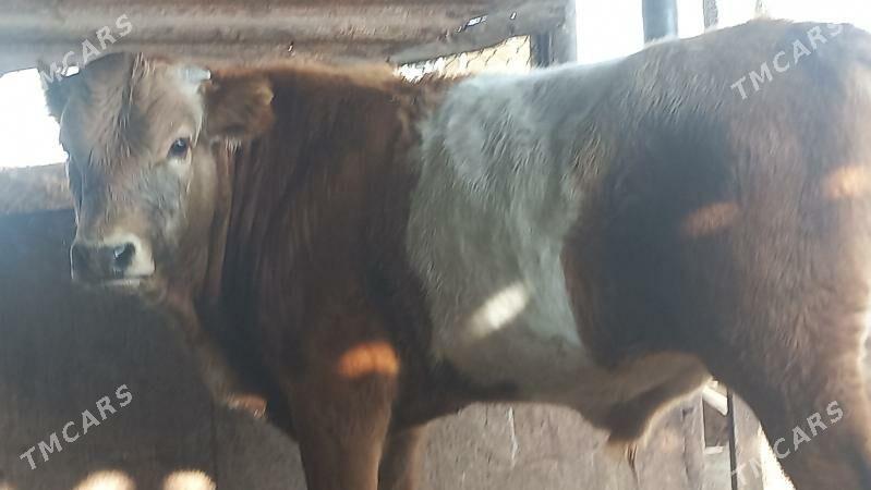 okuz - Гумдаг - img 2