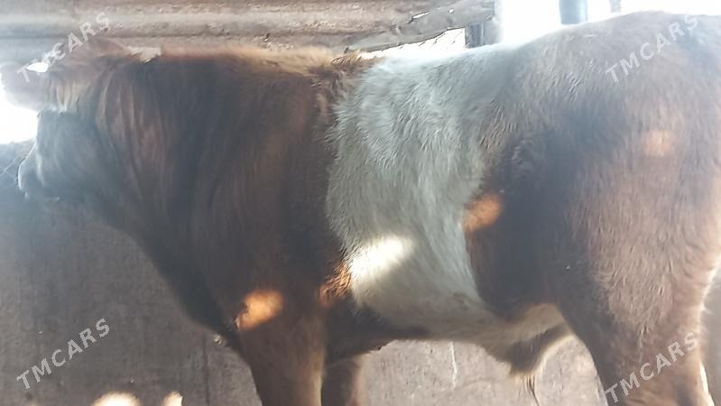 okuz - Гумдаг - img 6