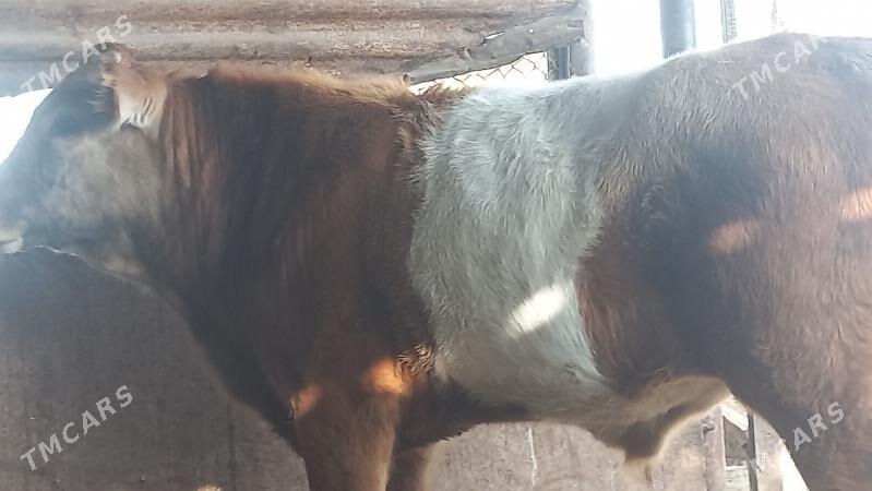 okuz - Гумдаг - img 4