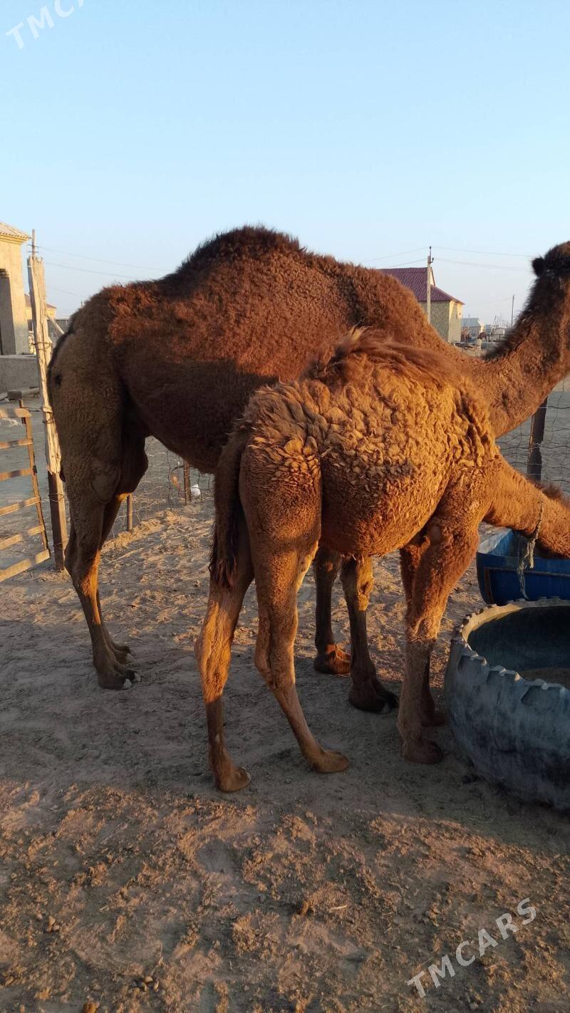 Düýe torumly - Esenguly - img 5