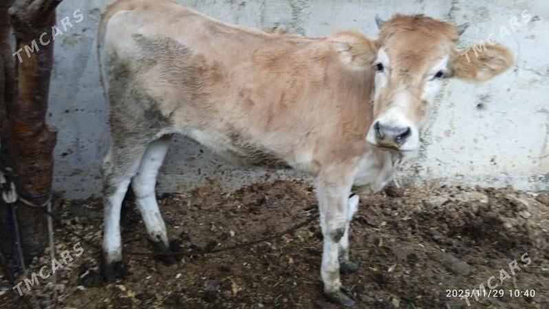 sygyr,tuwe - Bäherden - img 4