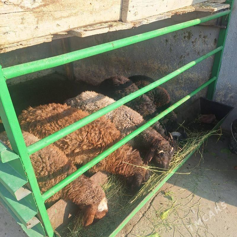 tokly - Ашхабад - img 2