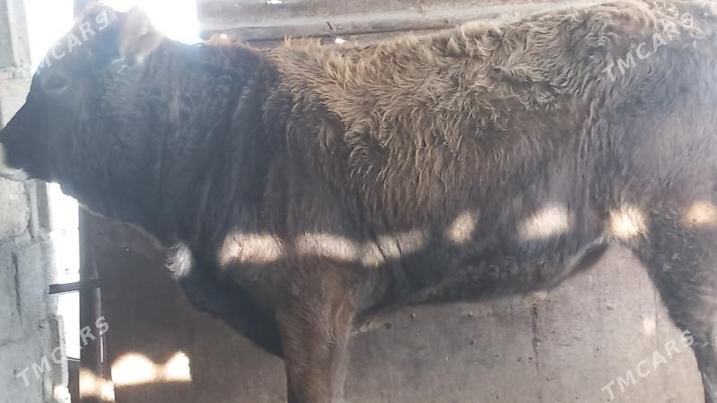 okuz - Gumdag - img 3