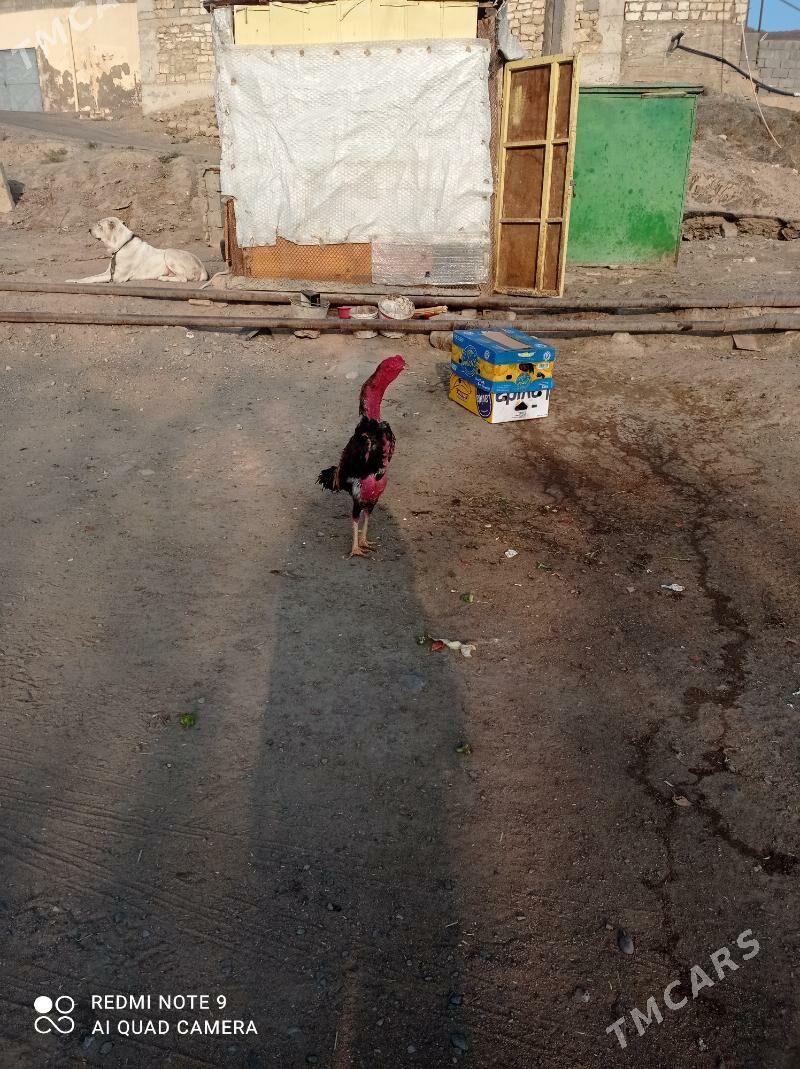 taskent Horaz - Türkmenbaşy - img 3