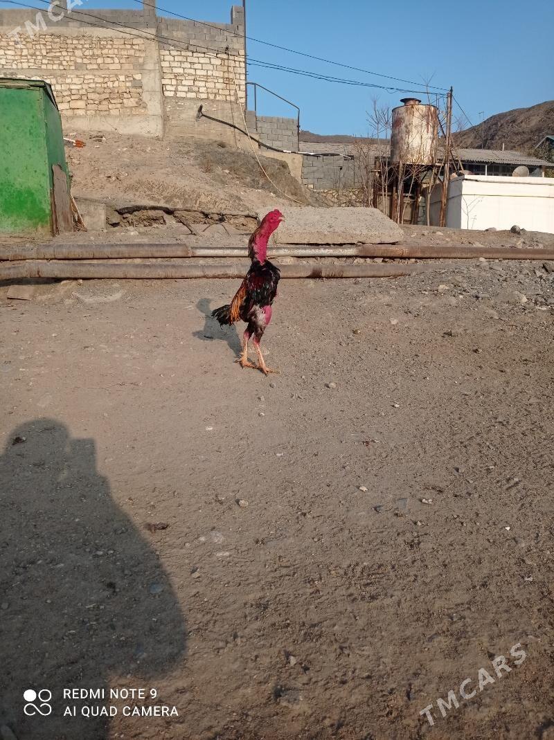 taskent Horaz - Türkmenbaşy - img 1