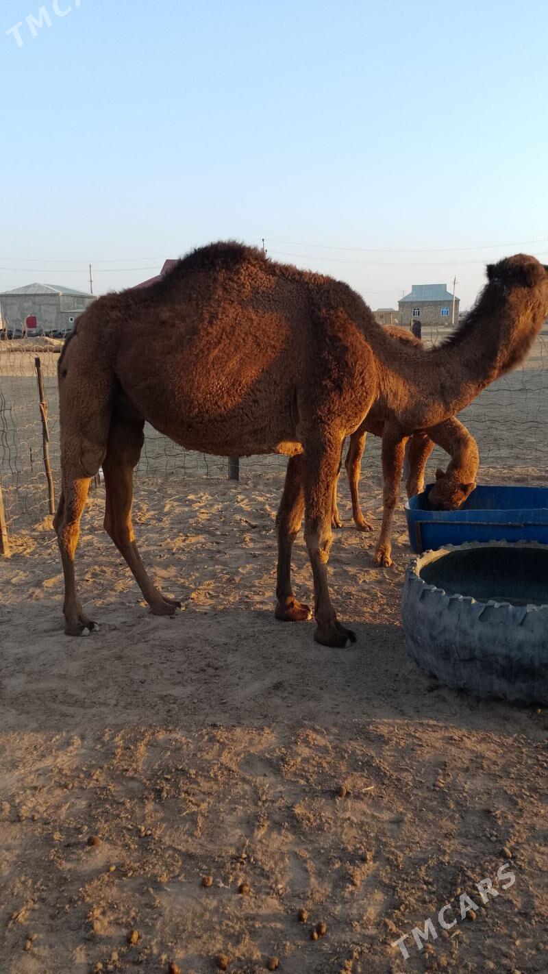 Düýe torumly - Esenguly - img 2