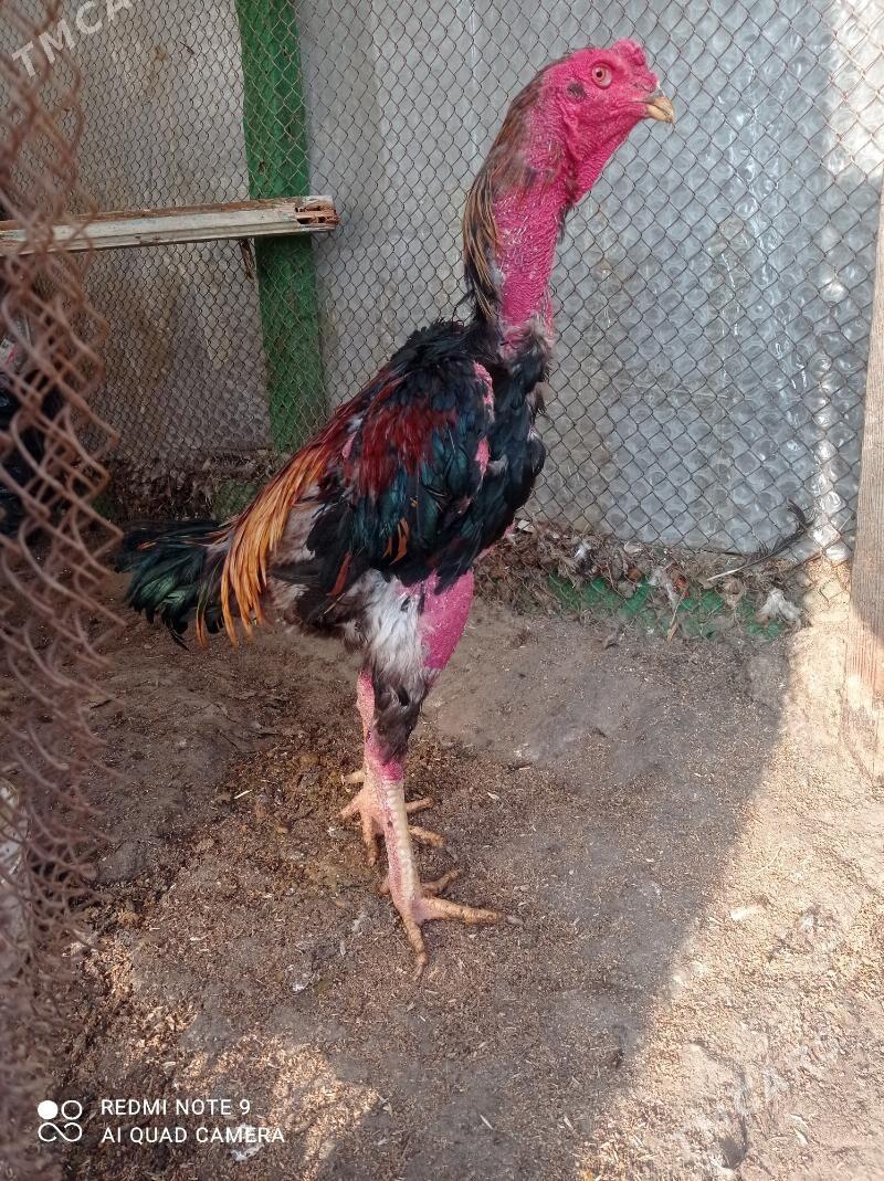 taskent Horaz - Türkmenbaşy - img 4