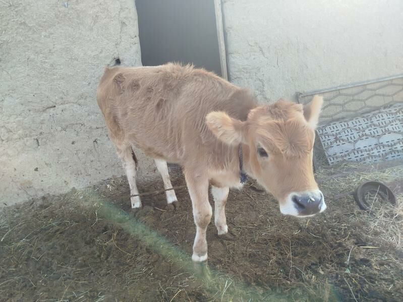 tuwe - Бахарден - img 3