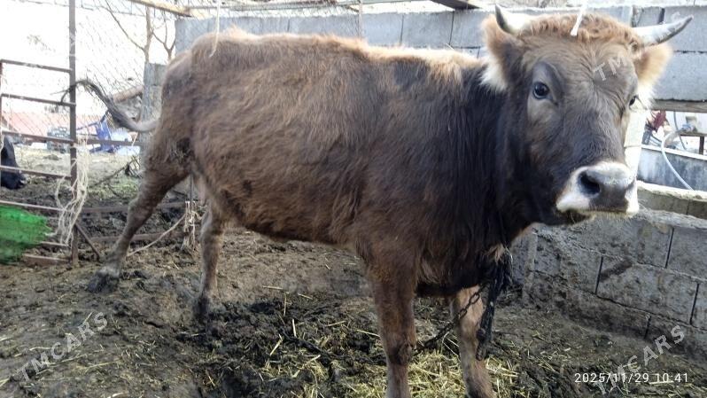 sygyr,tuwe - Bäherden - img 2