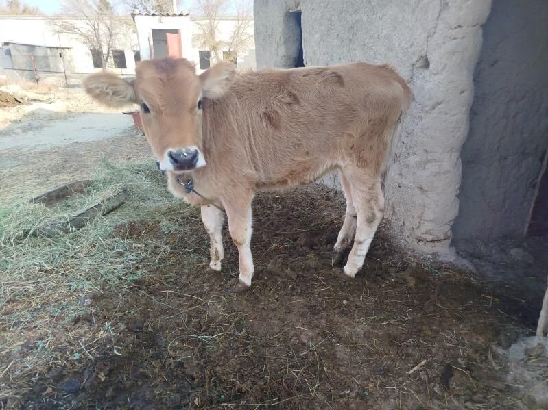 tuwe - Бахарден - img 2