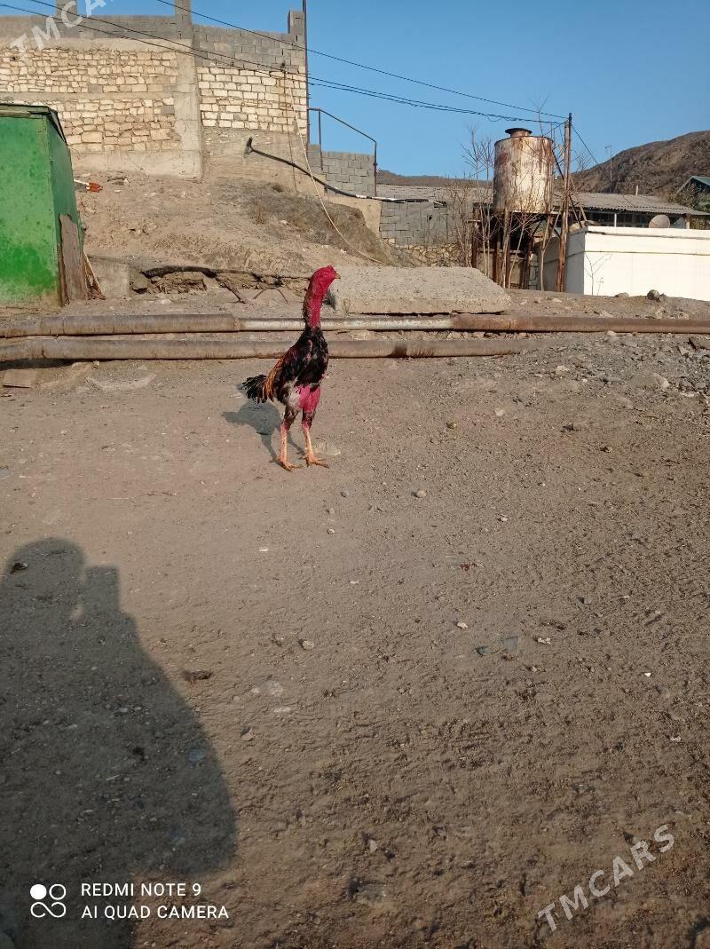 taskent Horaz - Türkmenbaşy - img 2