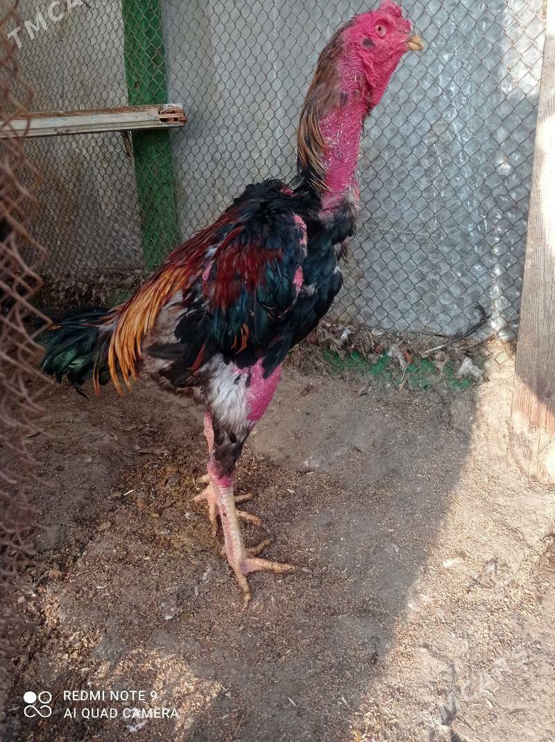 taskent Horaz - Türkmenbaşy - img 6