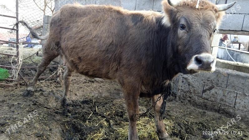 sygyr,tuwe - Bäherden - img 1