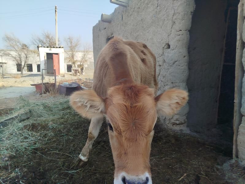 tuwe - Бахарден - img 4