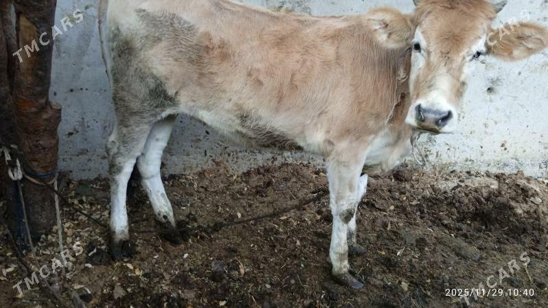 sygyr,tuwe - Bäherden - img 3