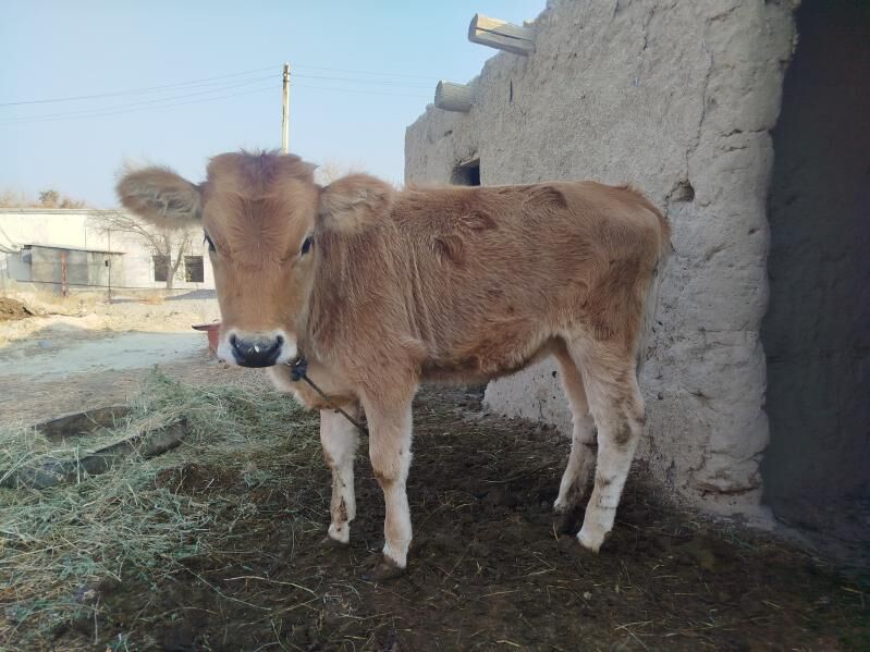 tuwe - Бахарден - img 1