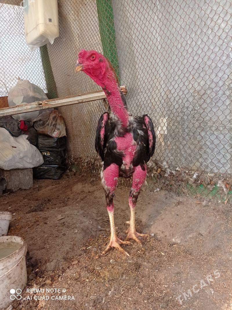 taskent Horaz - Türkmenbaşy - img 5