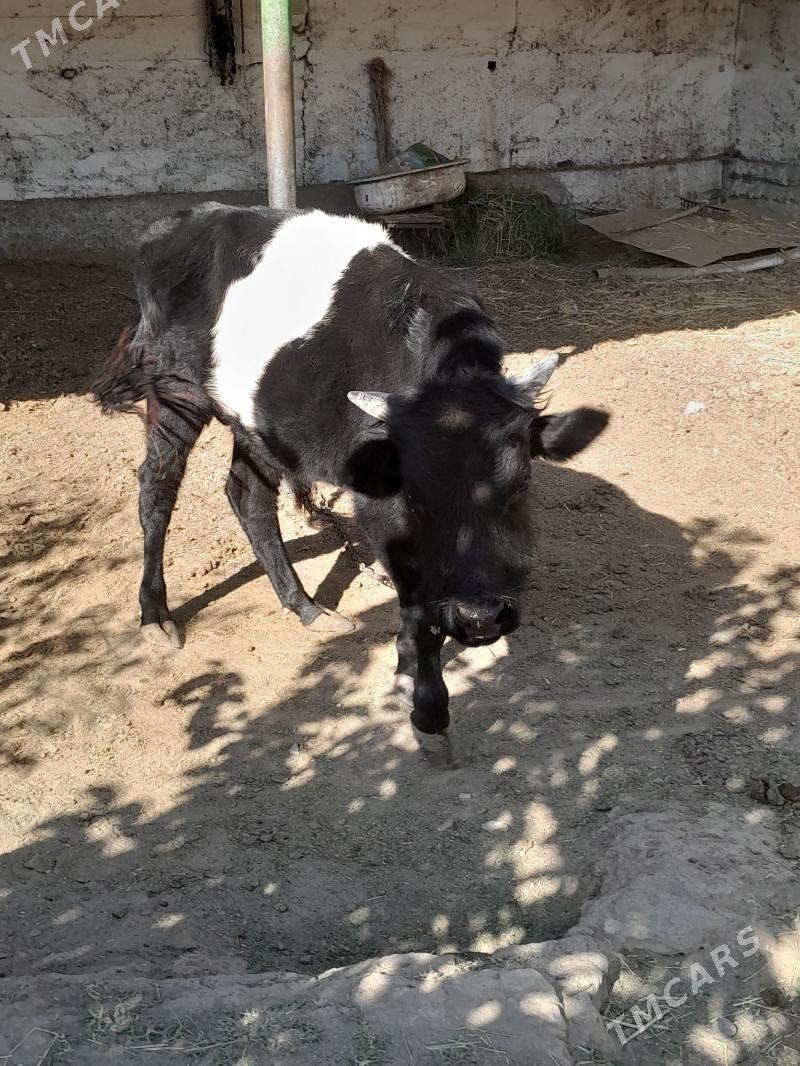 Okuzje - Кëши - img 3