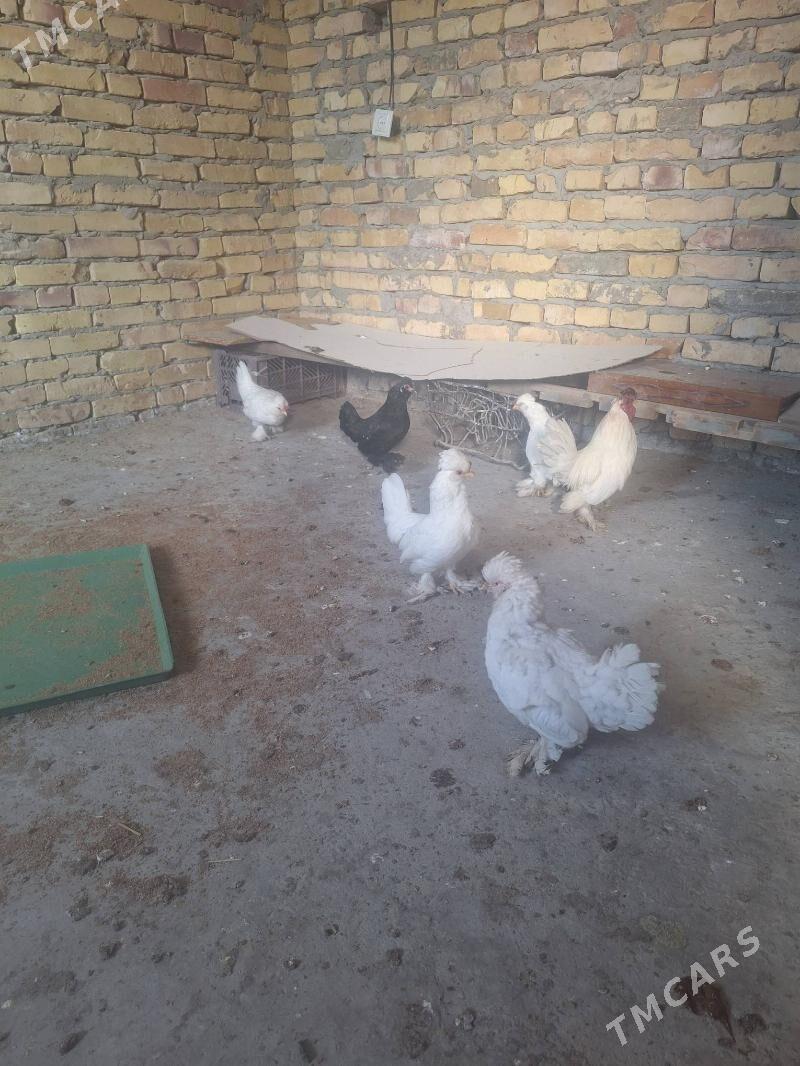 yaponcikler - Türkmenabat - img 2