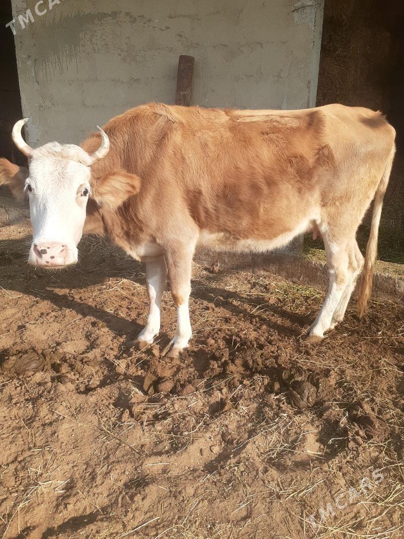 5 aylyk bogaz sygyr - Гёкдепе - img 4