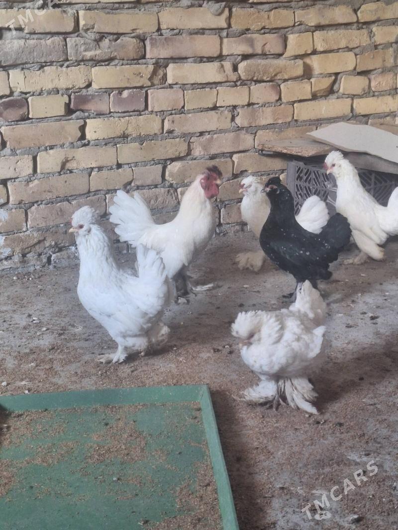 yaponcikler - Türkmenabat - img 4