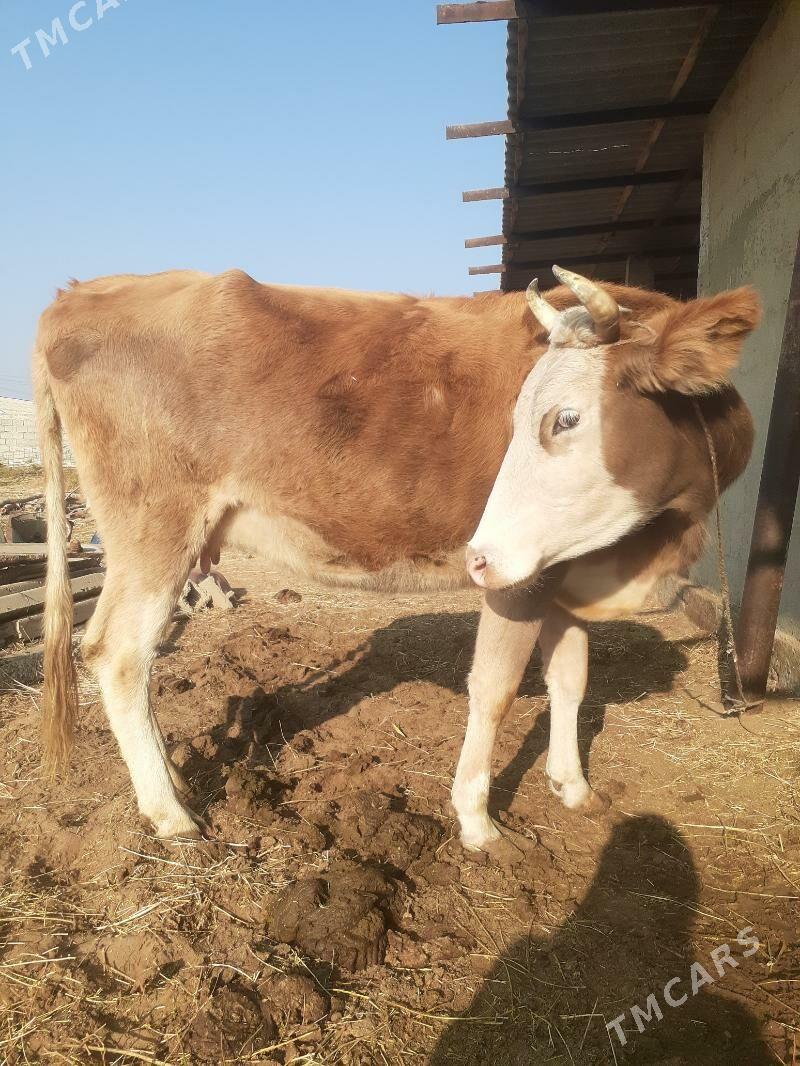 5 aylyk bogaz sygyr - Гёкдепе - img 2