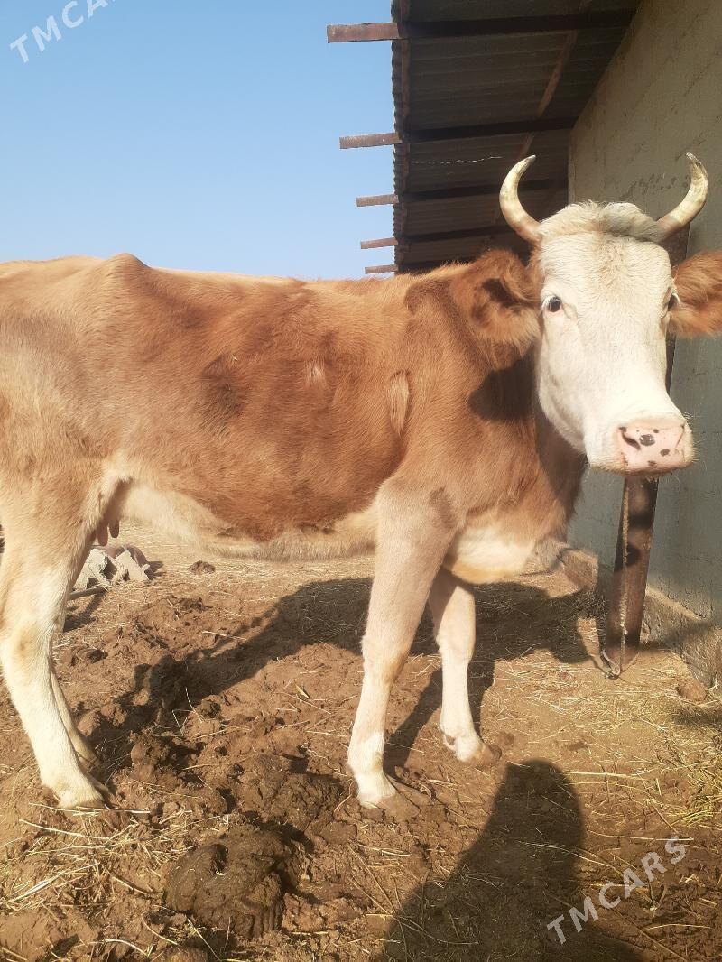 5 aylyk bogaz sygyr - Гёкдепе - img 3