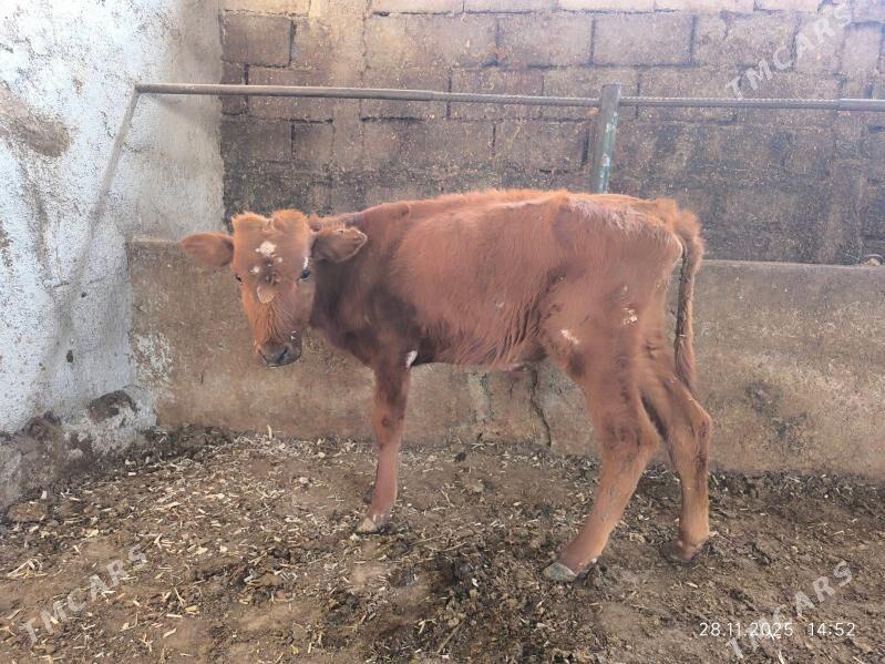 okuz - Чоганлы - img 3