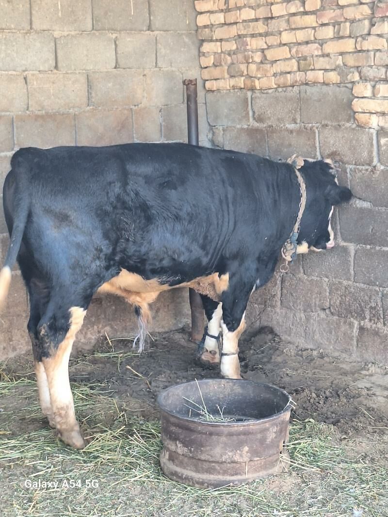 okiz - Гёкдепе - img 5