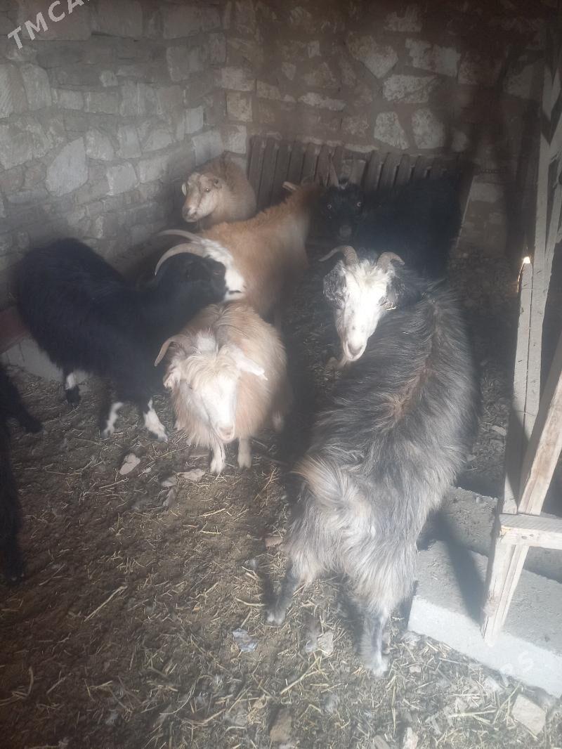 Geci - Гызыларбат - img 1