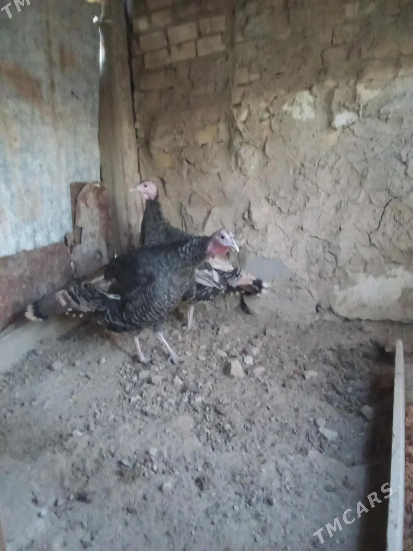 induk - Gyzylarbat - img 1