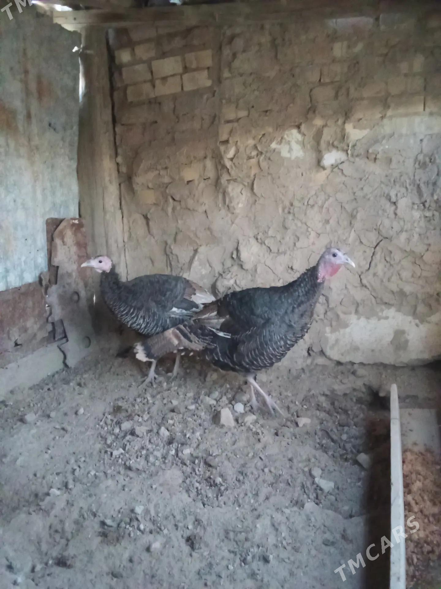 induk - Gyzylarbat - img 2