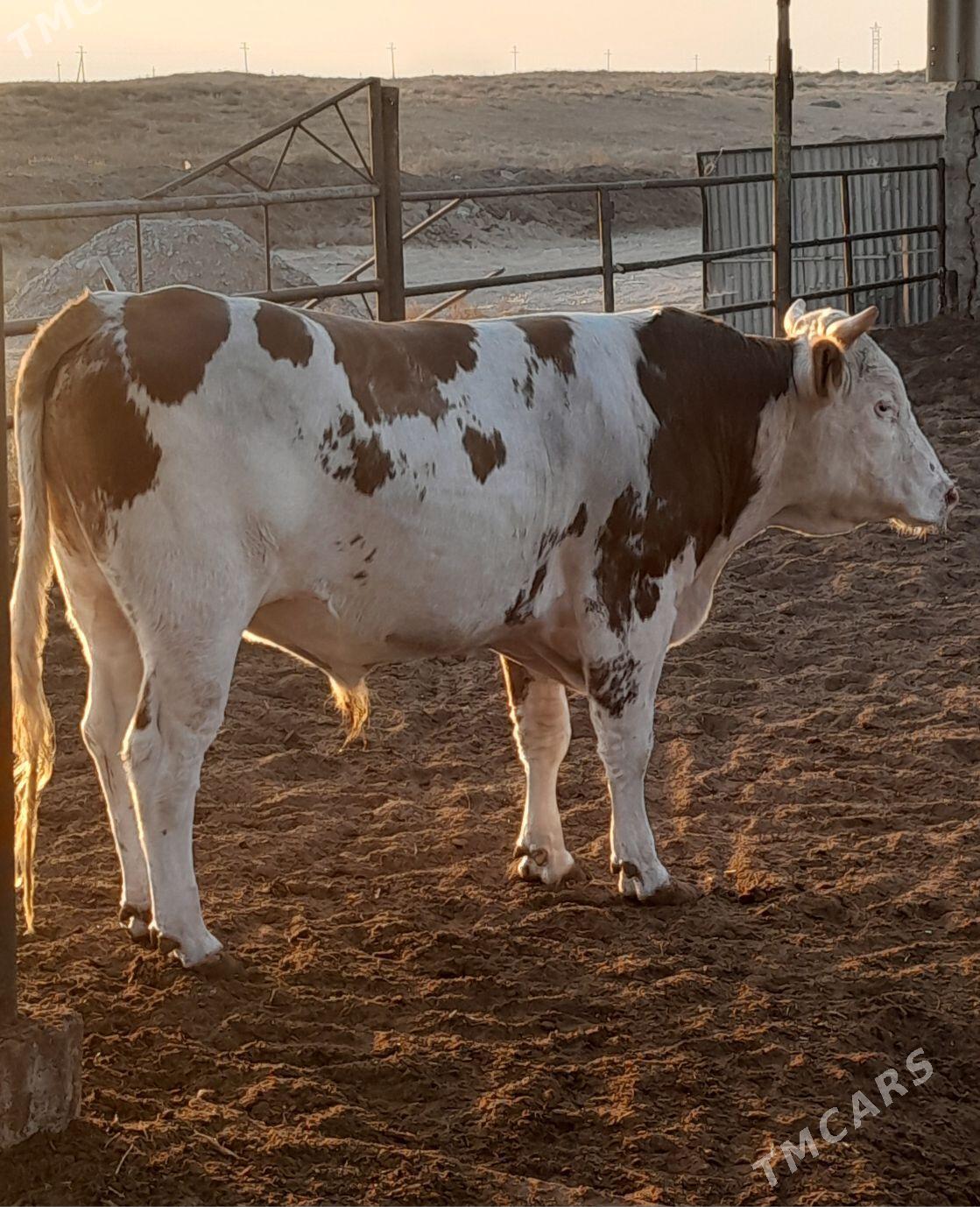 Simental höwür öküz - Änew - img 5