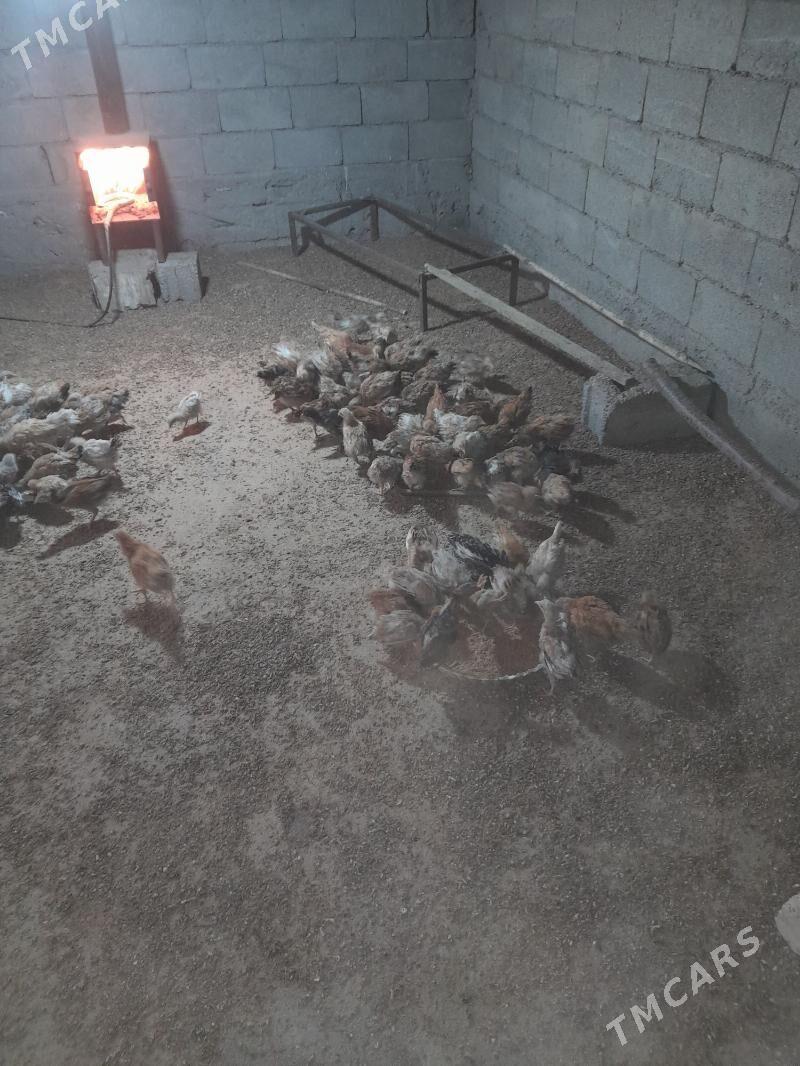 jüyje - Гёкдже - img 2