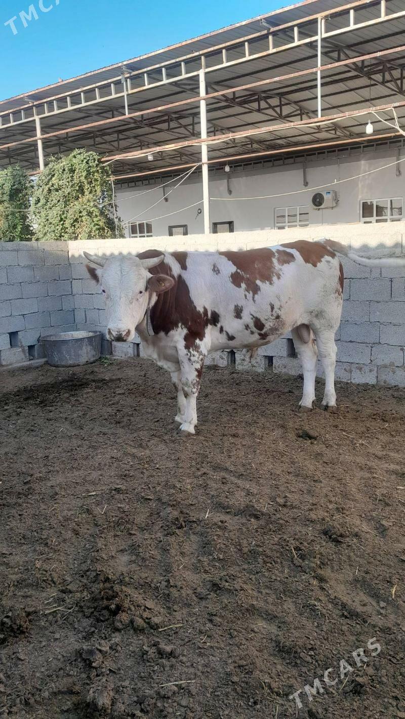 Simental höwür öküz - Änew - img 4