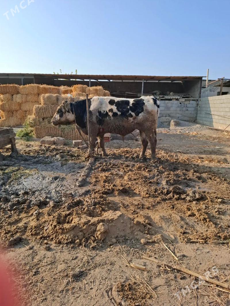 Öküz - Büzmeýin - img 2