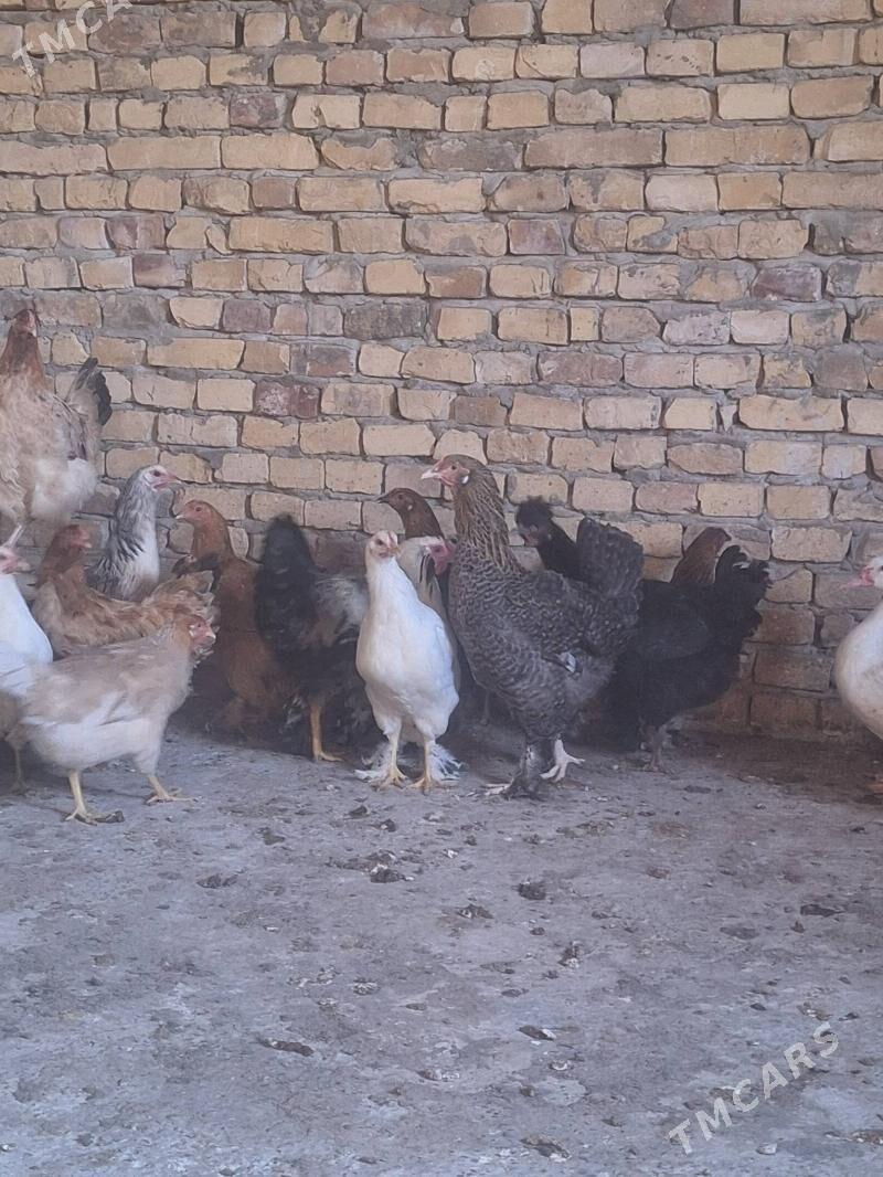 towuklar - Türkmenabat - img 3