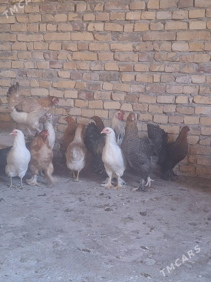 towuklar - Türkmenabat - img 2