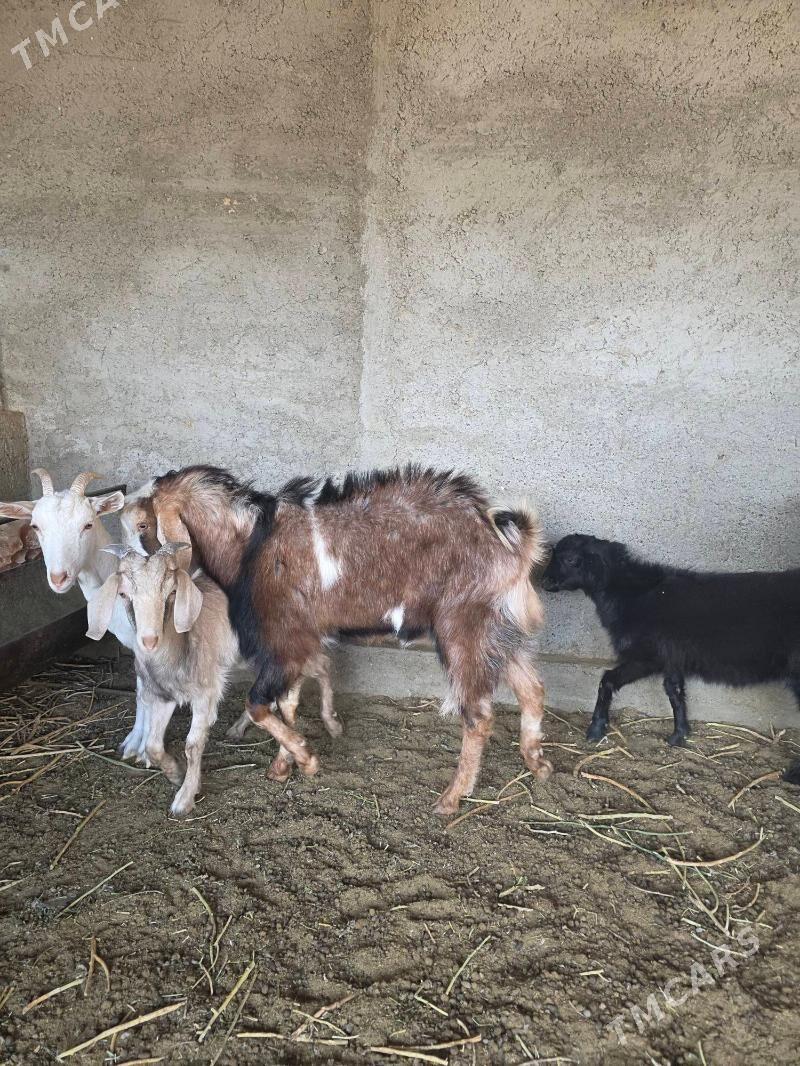 Mitis kelek teke - Änew - img 7