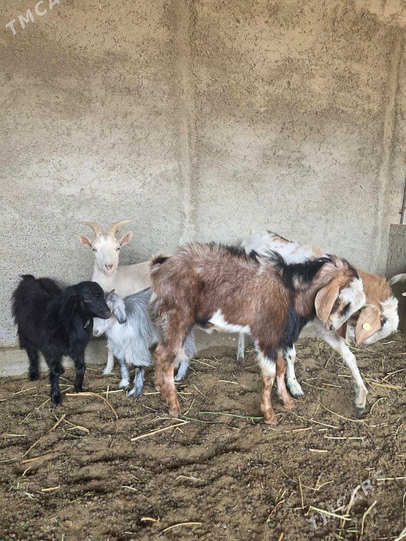 Mitis kelek teke - Änew - img 6