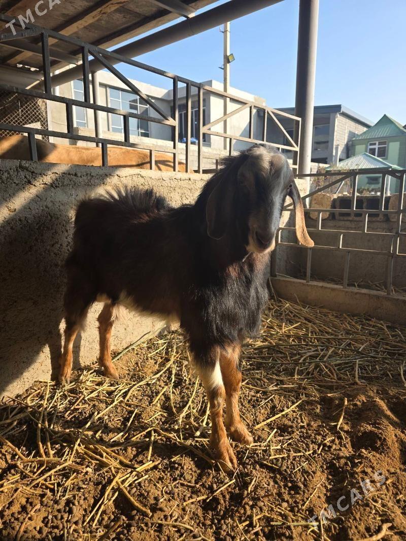 Mitis kelek teke - Änew - img 5