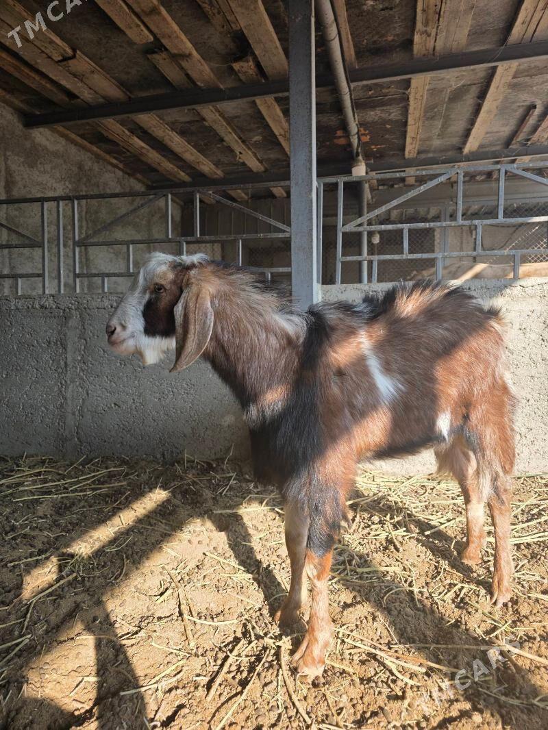 Mitis kelek teke - Änew - img 2