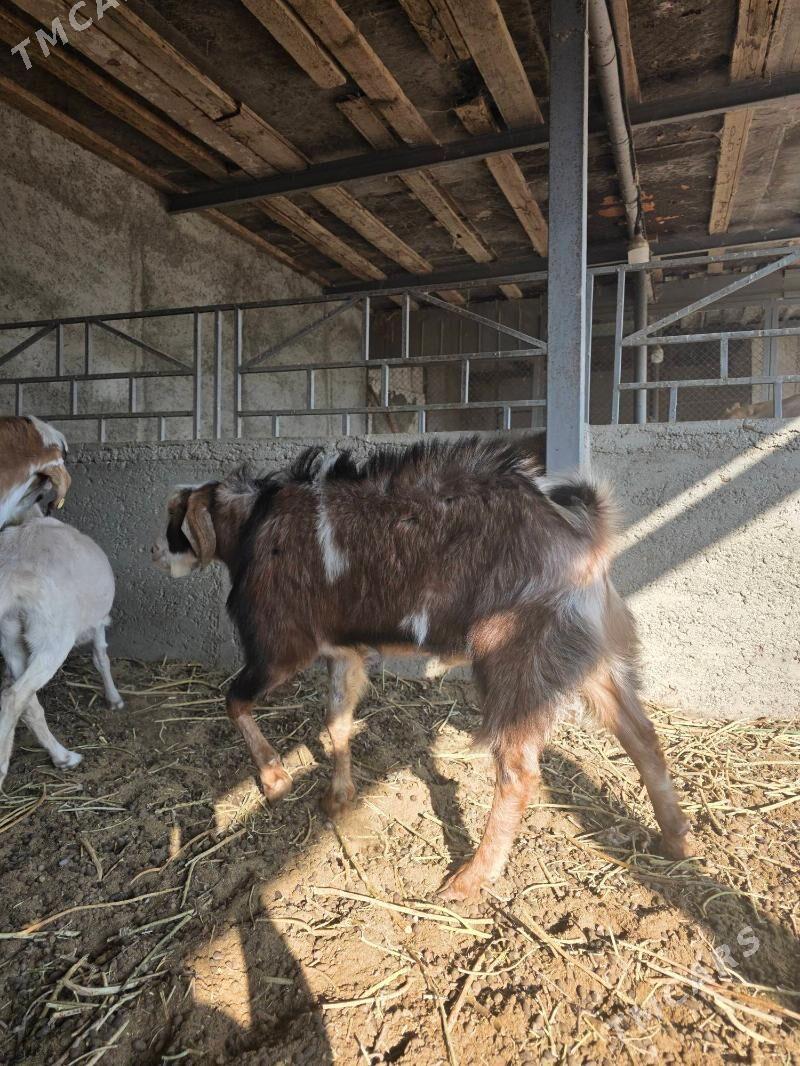 Mitis kelek teke - Änew - img 1