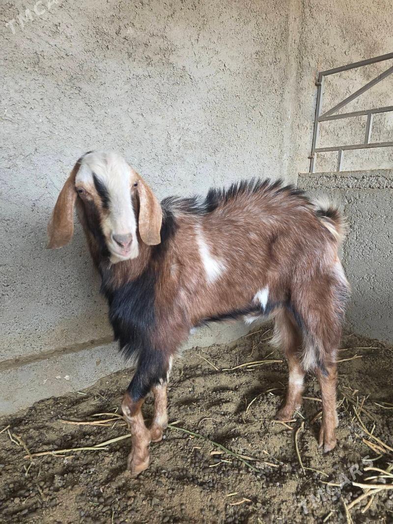 Mitis kelek teke - Änew - img 3