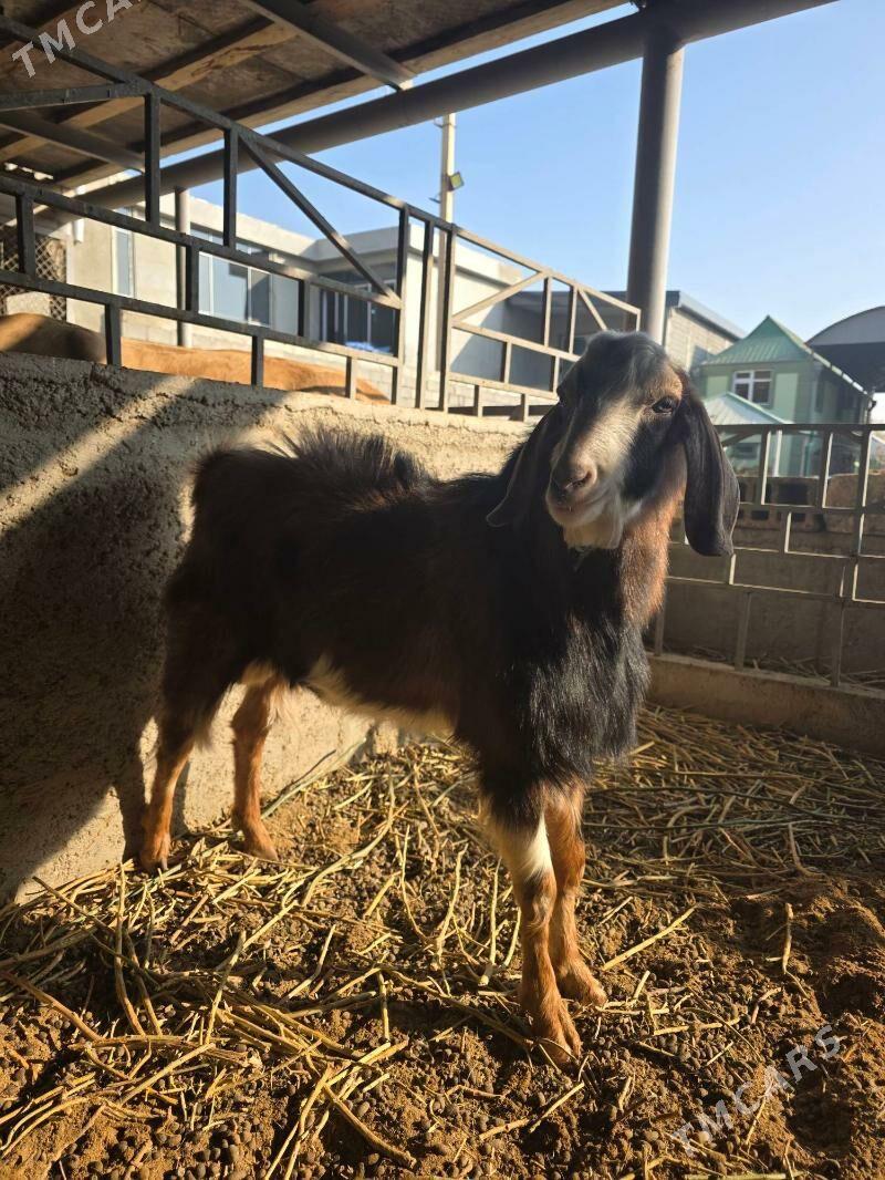 Mitis kelek teke - Änew - img 4