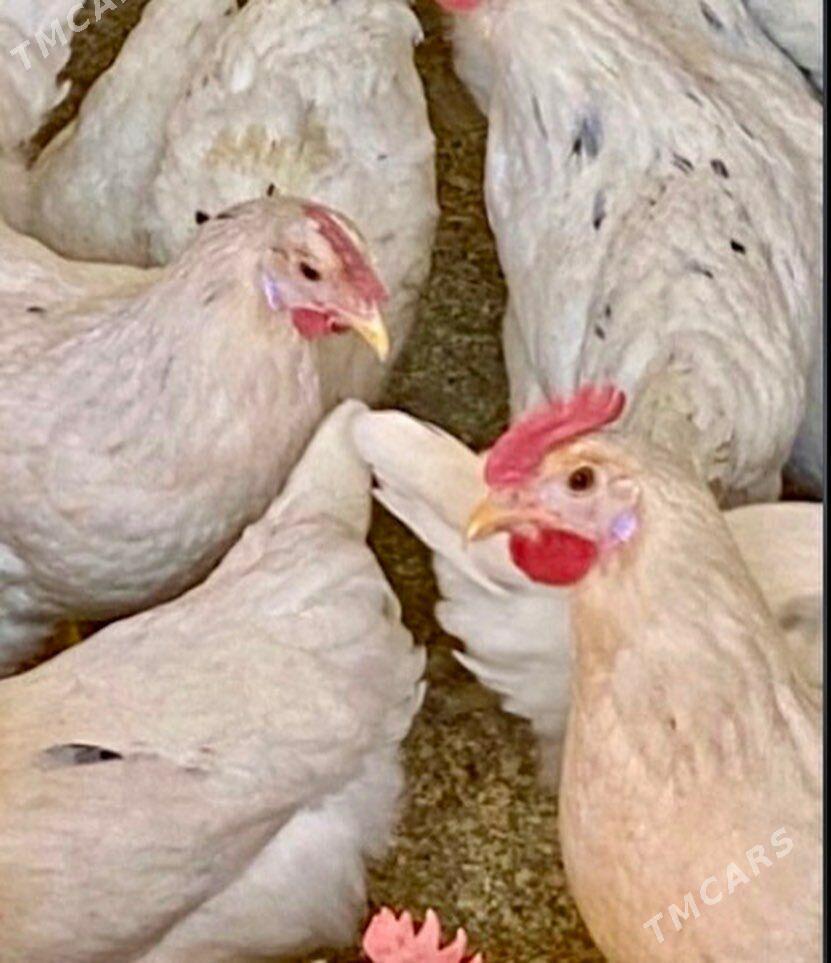 Yumurtga - Ak bugdaý etraby - img 1