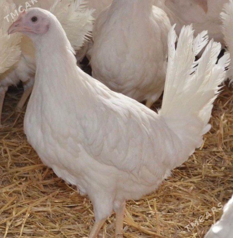 Yumurtga - Aşgabat - img 1