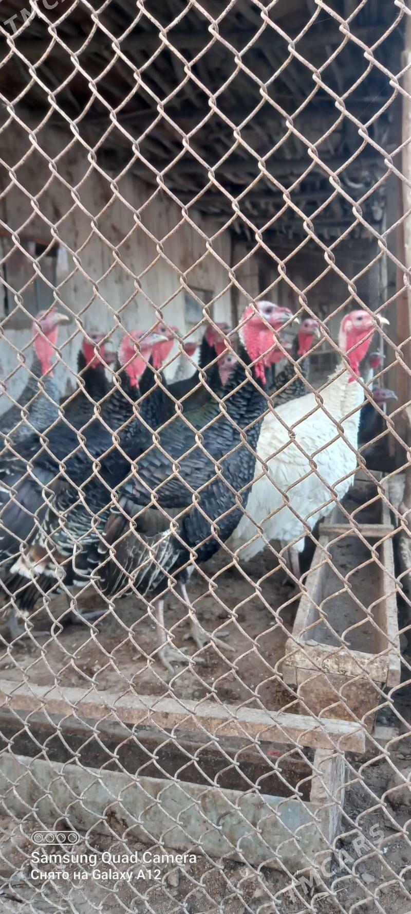 induk - Дашогуз - img 1