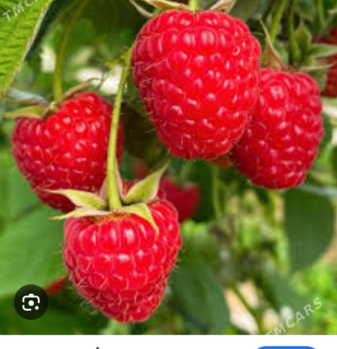 Malina - Türkmenabat - img 2